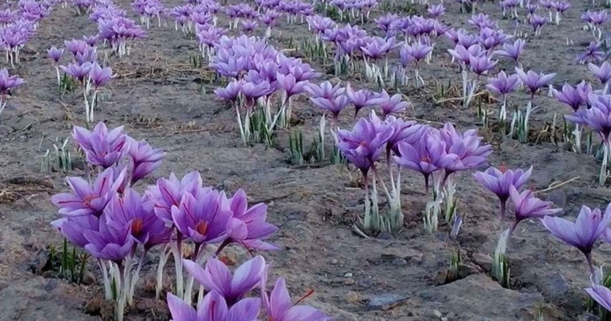 Your alt text description