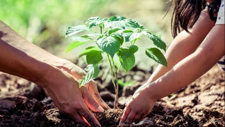 أكبر حملة وطنية لزراعة 5 ملايين شجرة في الجزائر