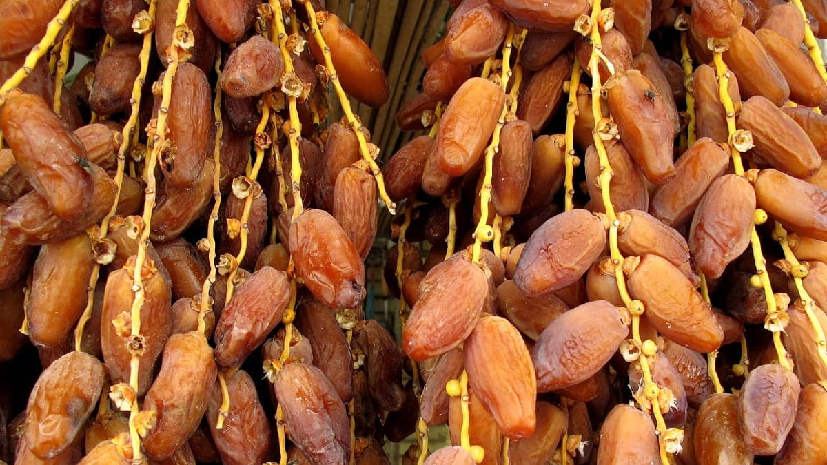 Your alt text description