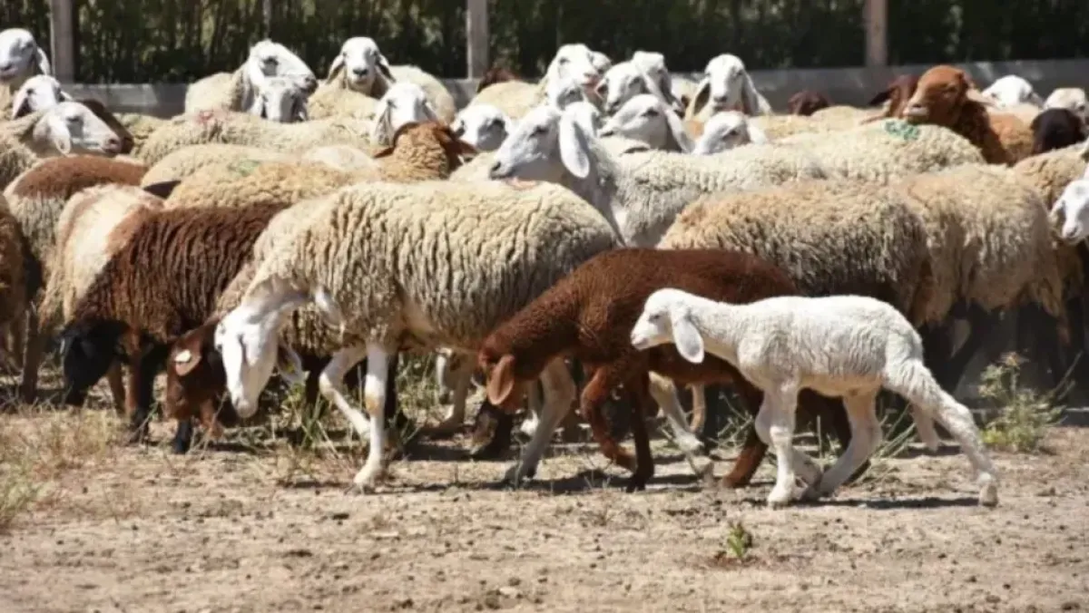 إنتاج علف “تمر الأغنام” من مخلفات التمور في الجزائر
