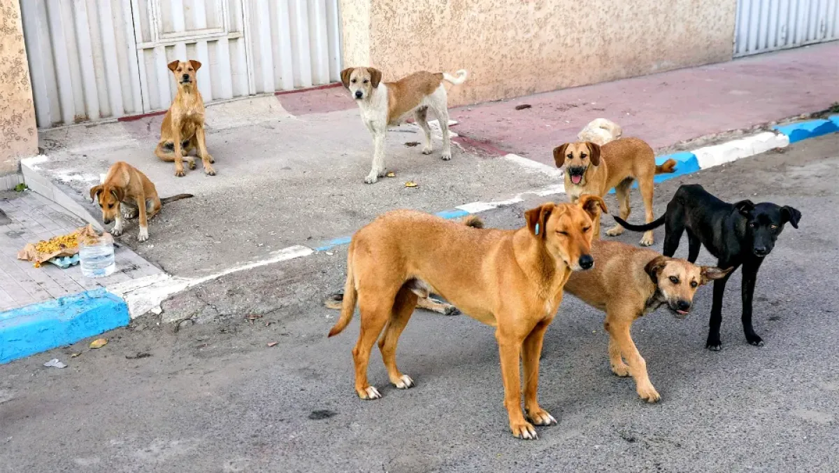 ولاية الجزائر تطلق برنامج تكفل بالكلاب الضالة