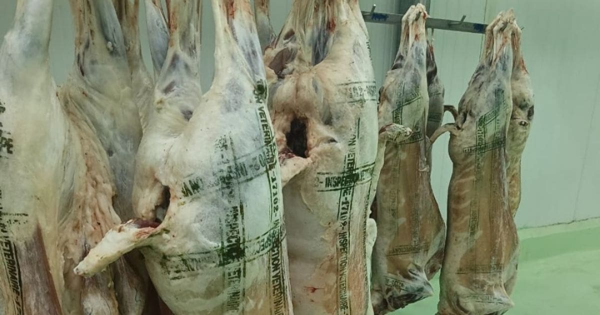 ارتفاع أسعار الضأن المستورد من إسبانيا في الجزائر