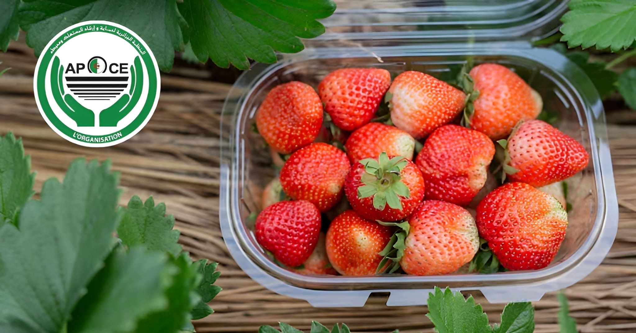 المنظمة الجزائرية تحذر من بيع الفراولة بدون سعر الكيلو