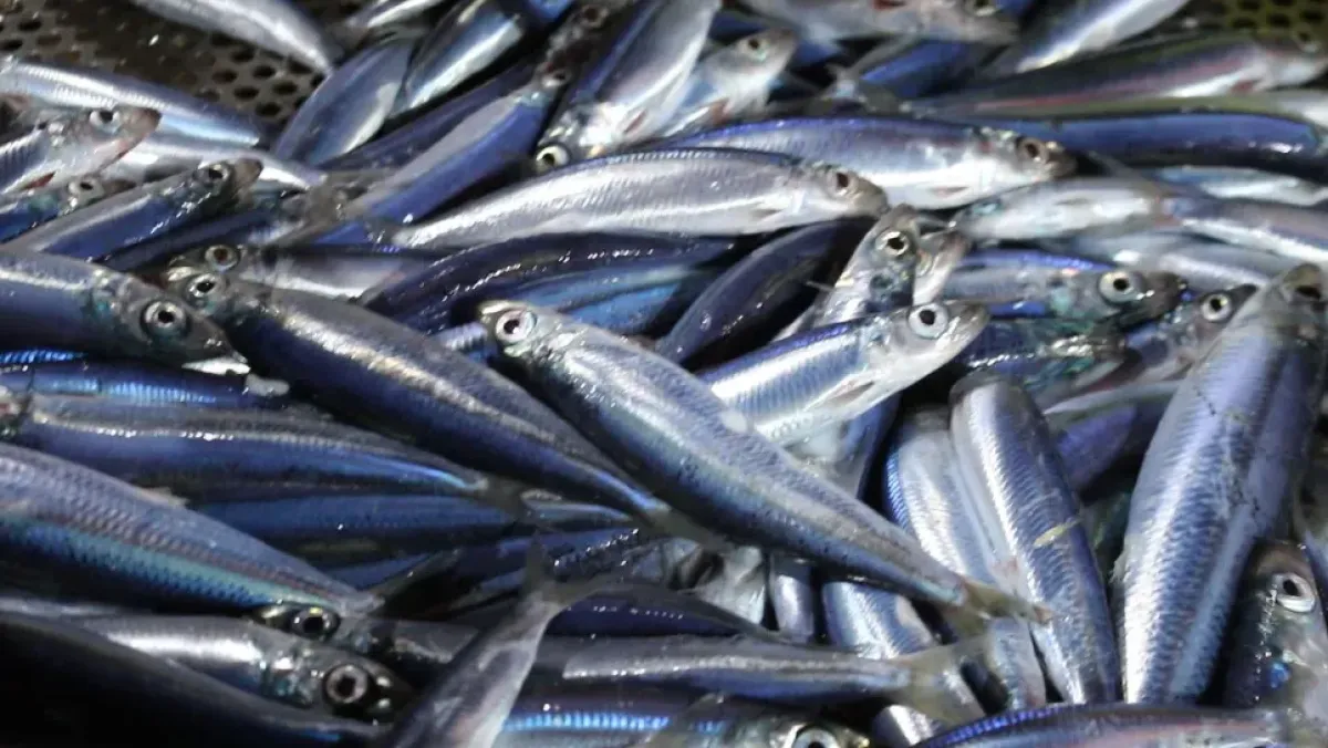 اكتشاف نوع جديد من الأسماك التجارية في سواحل الجزائر