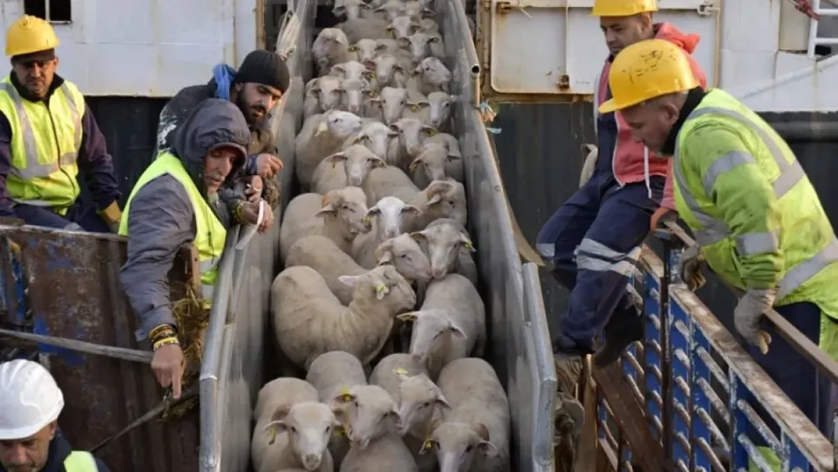 استلام ميناء الجزائر 12,350 رأس غنم من إسبانيا لتأمين الأضاحي
