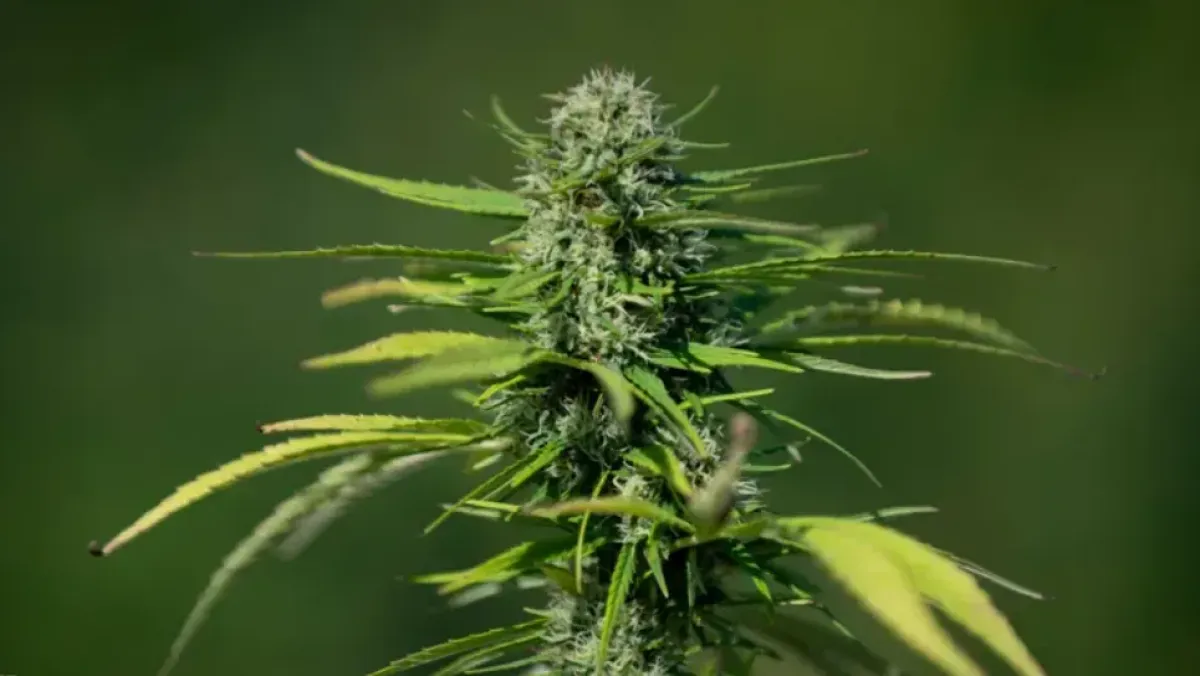 المغرب من أكبر منتجي القنب وتجارة تهريب المخدرات