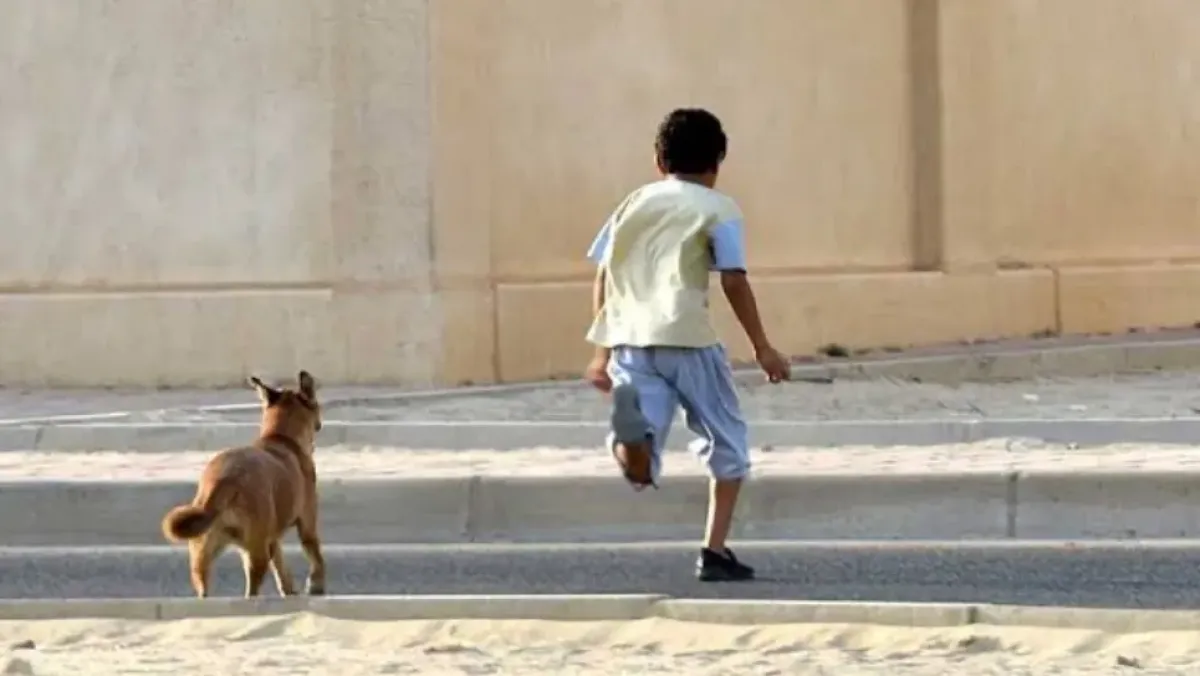 هجوم كلاب ضالة على طفل بولاية المدية يثير إجراءات أمنية