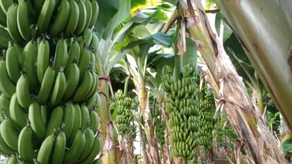 مشروعان زراعيان استراتيجيان لزيادة إنتاج الموز والبذور في الجزائر