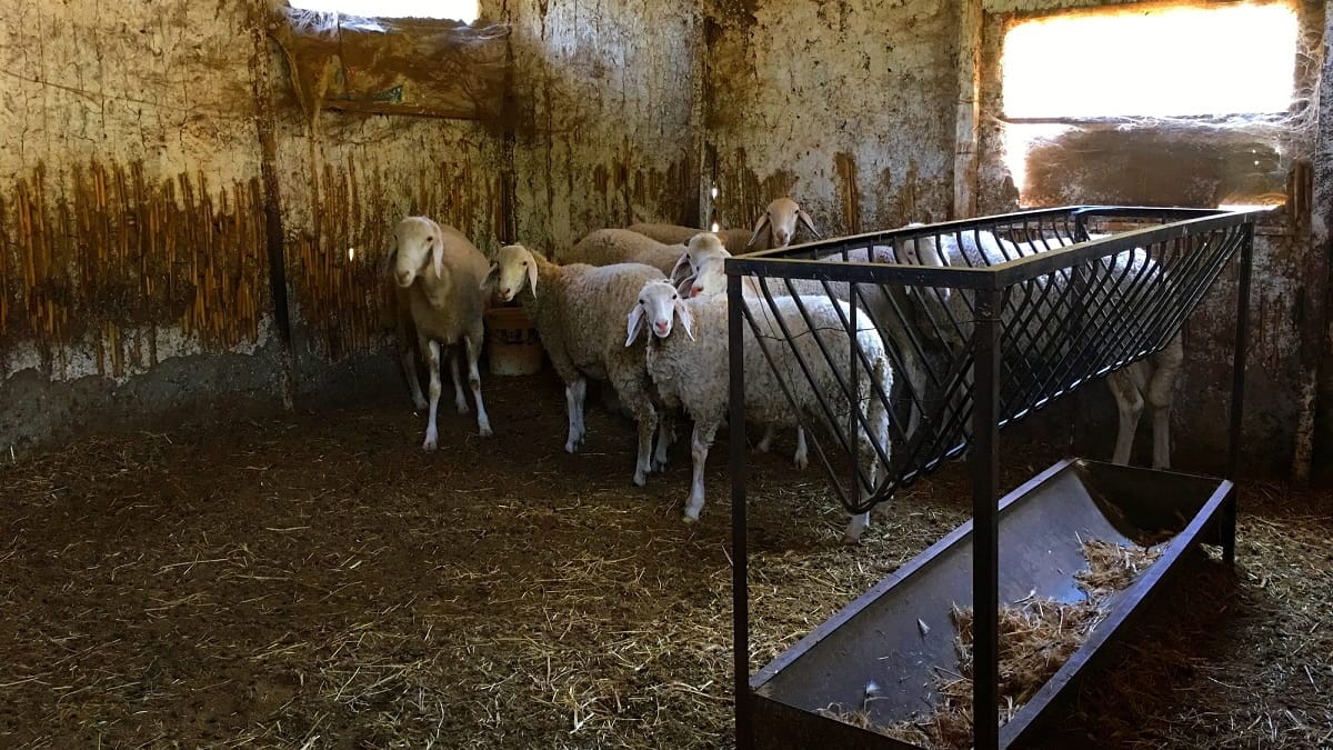 ارتفاع أسعار الأغنام والماعز قبل عيد الأضحى 2026