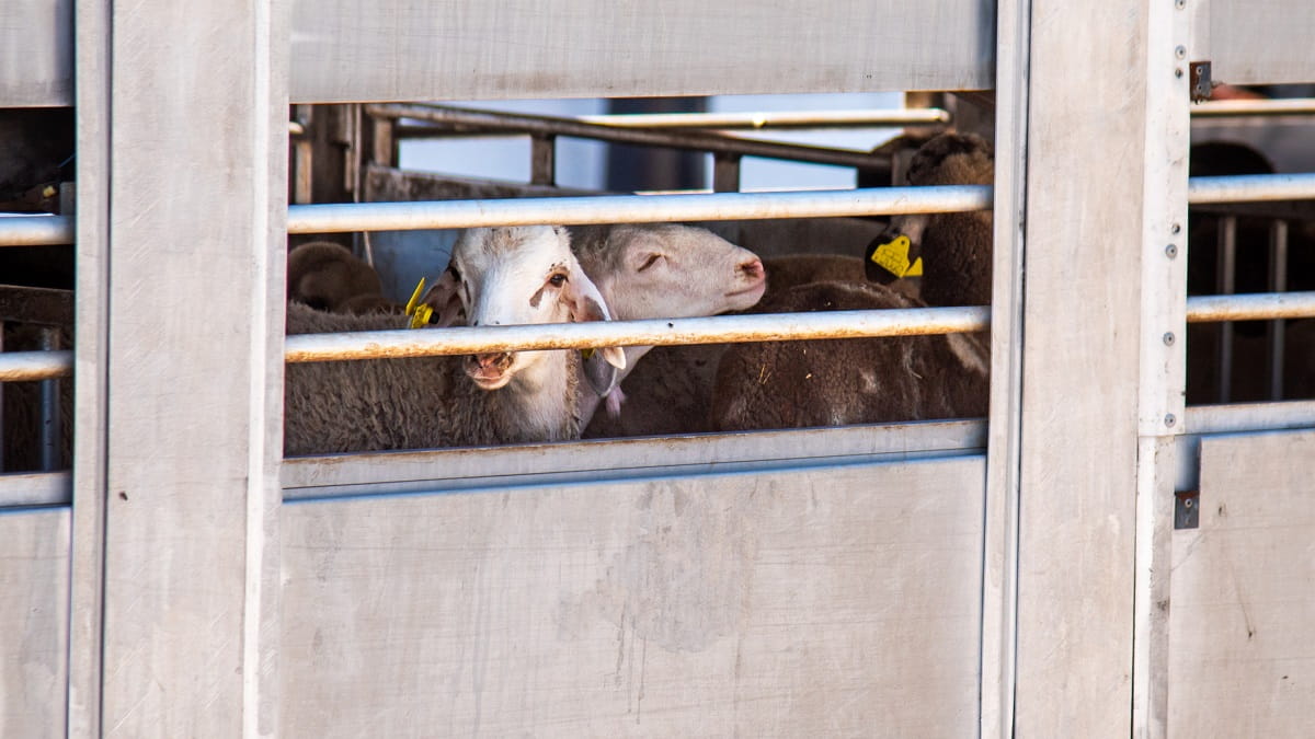 الجزائر تستورد مليون شاة للعيد مع إعفاءات ضريبية