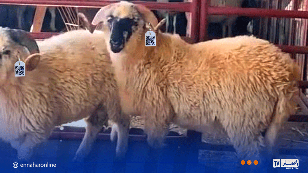 APOCE توضح نظام تتبع الأغنام المستوردة للعيد بالرموز QR