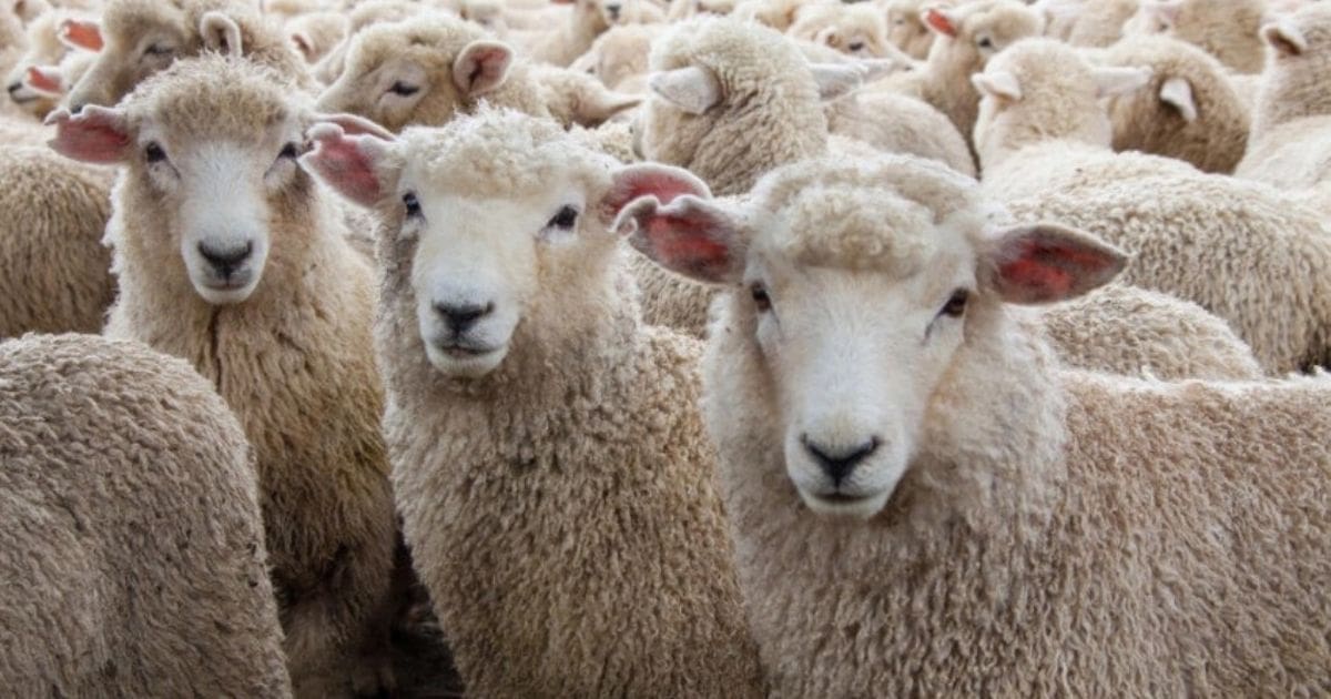الجزائر تستورد مليون غنم للعيد وتطبق منصة رقمية