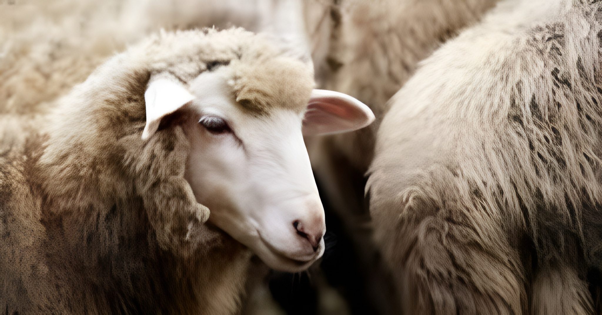 تواريخ عيد الأضحى 2026 في الجزائر وفق الحسابات الفلكية