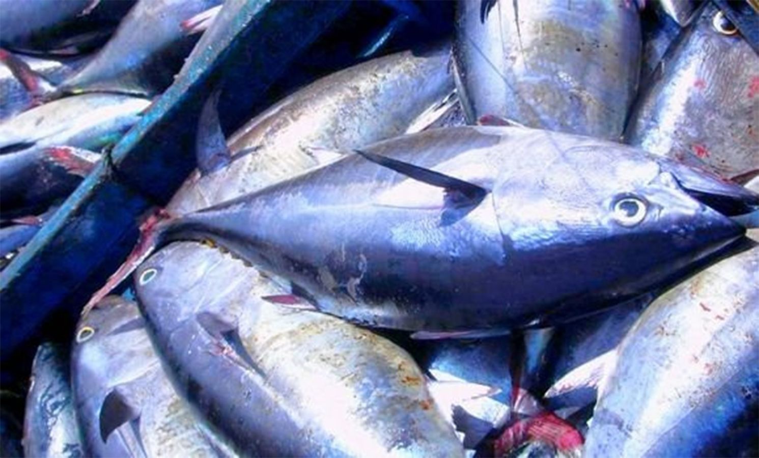 تطور صيد الأسماك والزراعة المائية في الجزائر