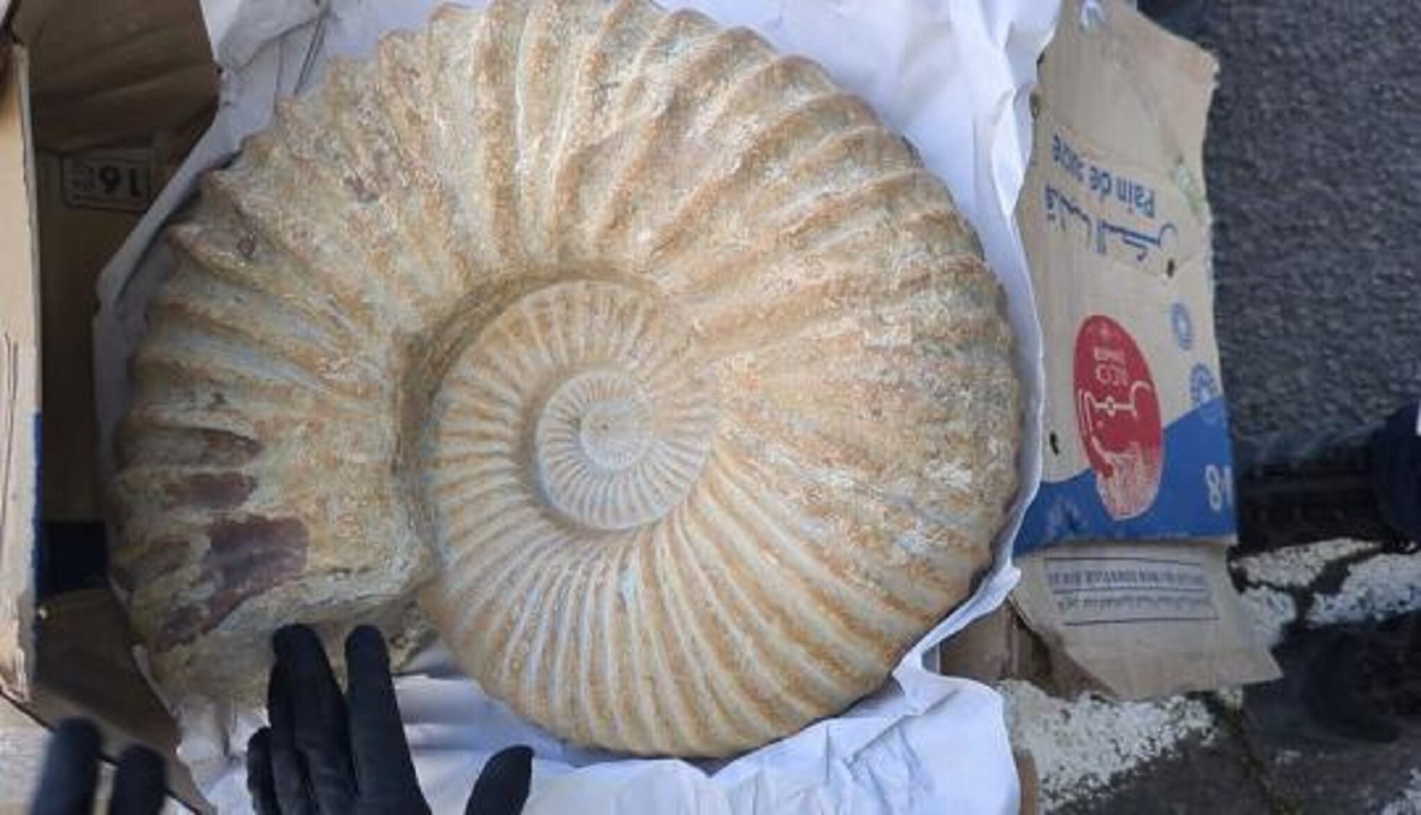 Your alt text description