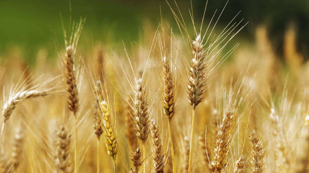 الجزائر تستكمل مخازن القمح عبر استيراد 2.14 مليون طن