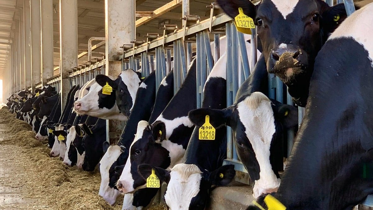 مشروع بلدنا الضخم في الجزائر: خريطة طريق واضحة