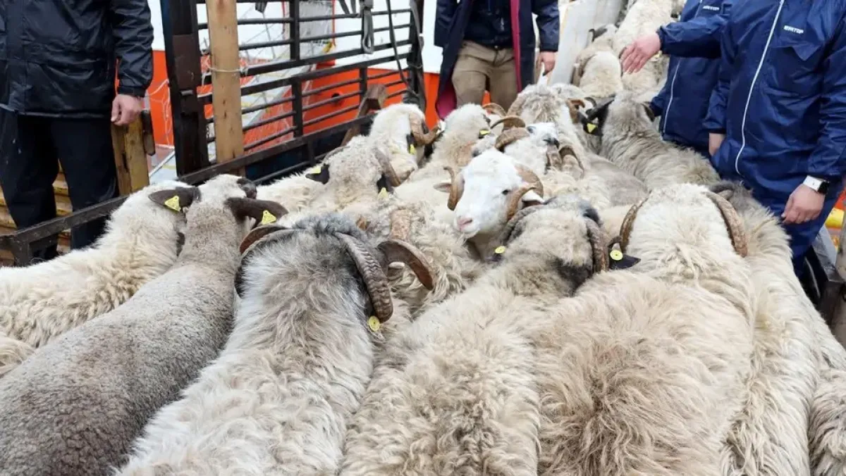 إطلاق منصة إلكترونية لحجز وبيع الأضاحي في الجزائر