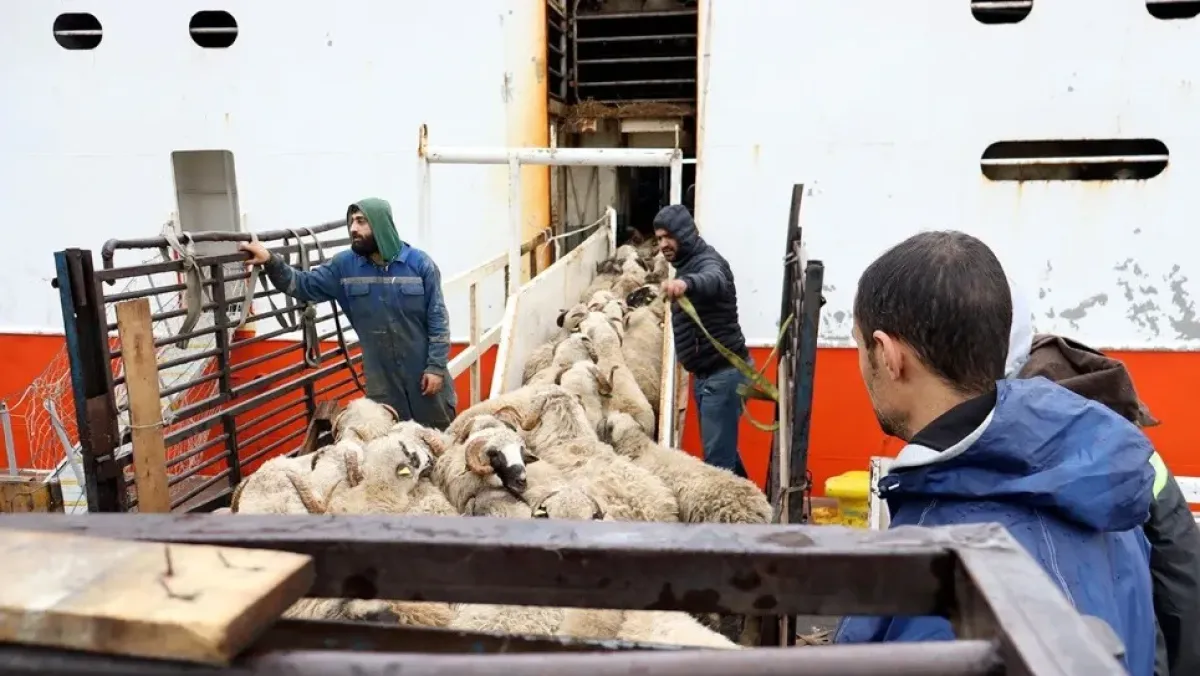 منظمة حمايتك تشارك مكاتبها الولائية في بيع أضاحي العيد