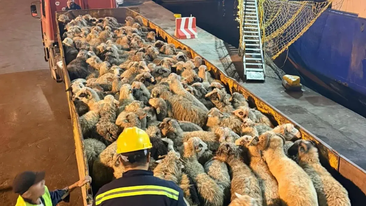 Your alt text description