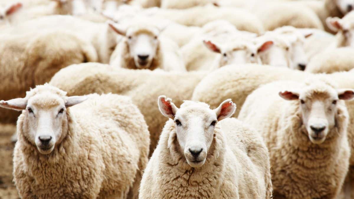 Your alt text description