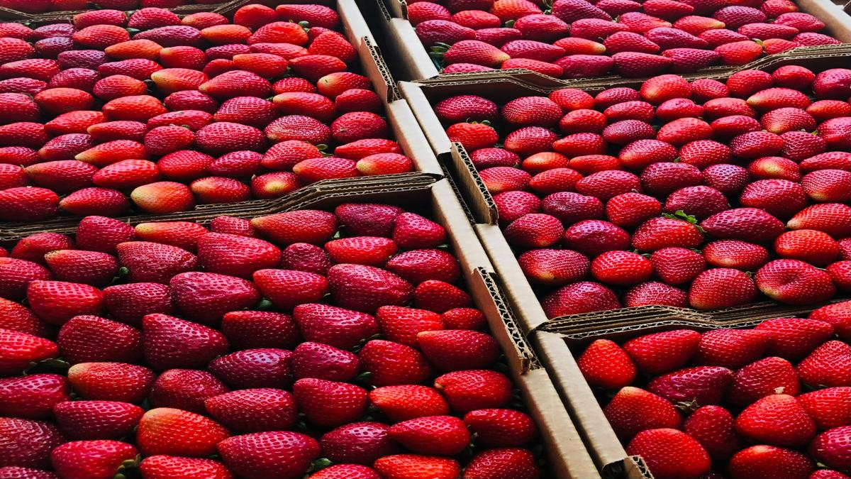 تهريب الفراولة من الجزائر إلى تونس يتصاعد