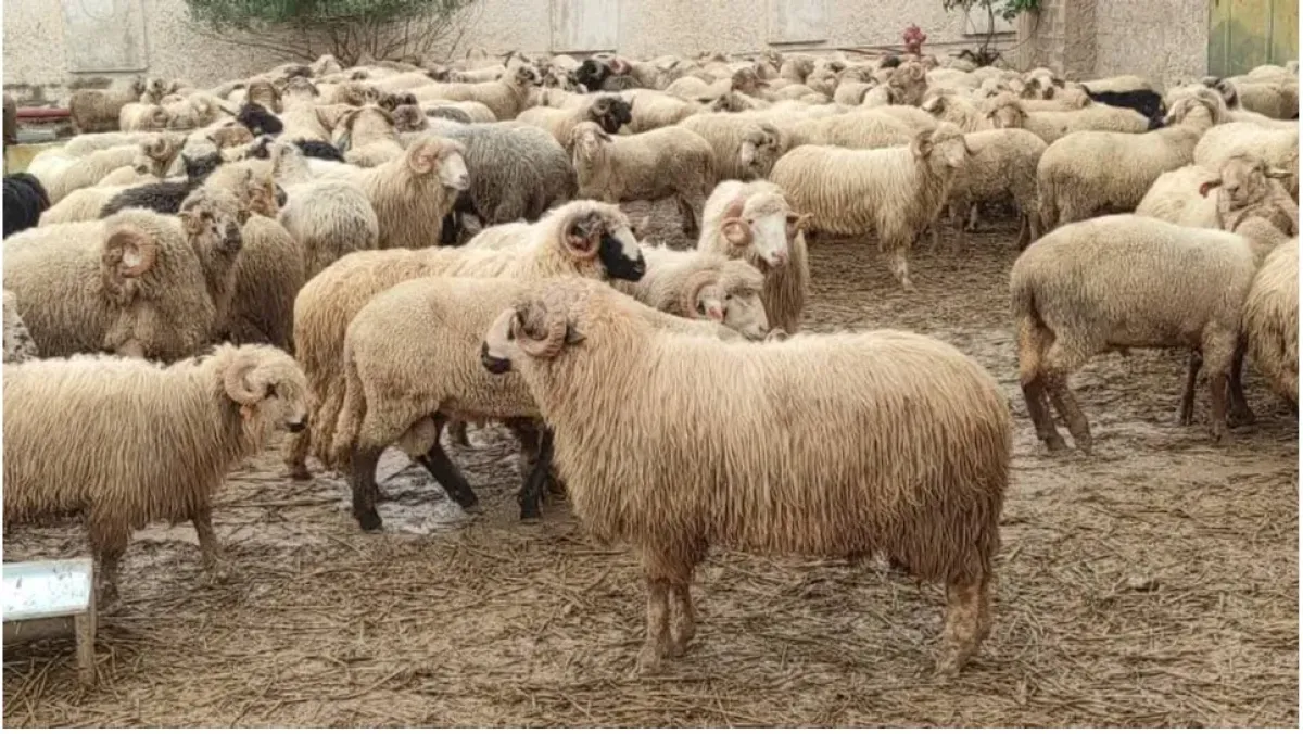 وزير الفلاحة يعلق ثلاثة مسؤولي بيع الأضاحي غير القانونيين