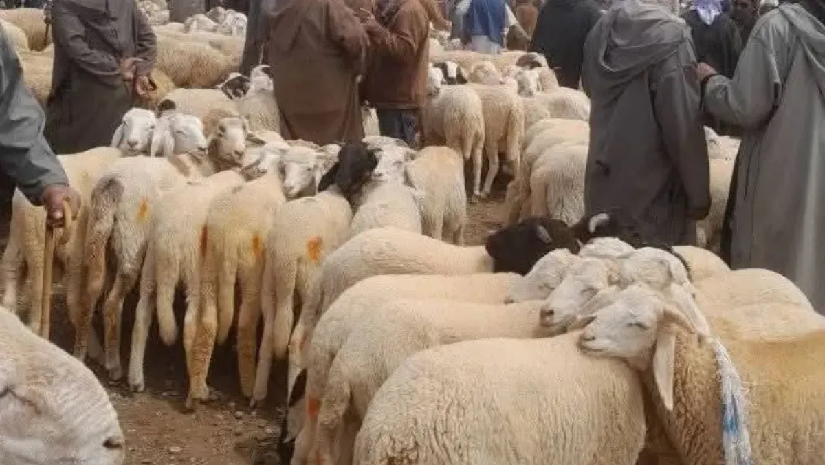 ارتفاع أسعار أضاحي عيد الأضحى بولاية المدية