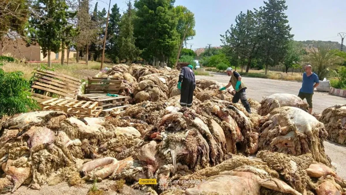 الحملة الوطنية لجمع جلود الأضاحي تدعم الصناعة الجزائرية