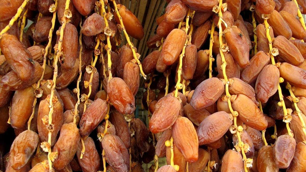 تكدس التمور في المخازن بولاية المغير ينتظر حلول الحكومة