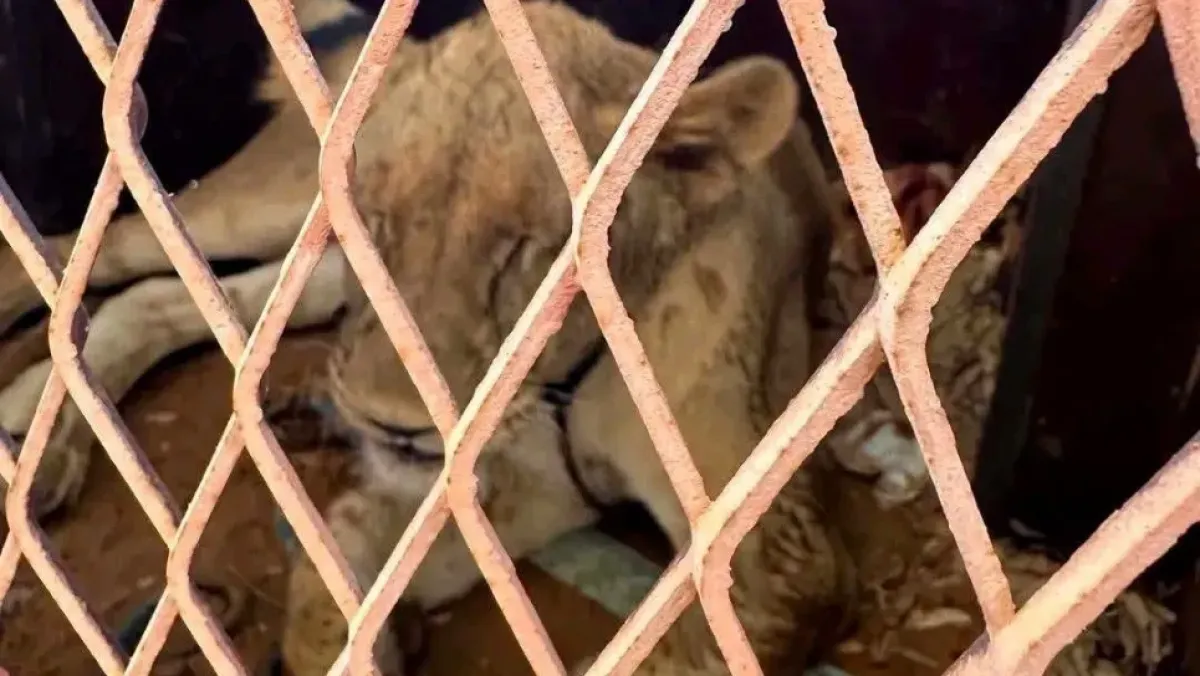 اللبؤة في حاسي مسعود: أسئلة حول أصلها