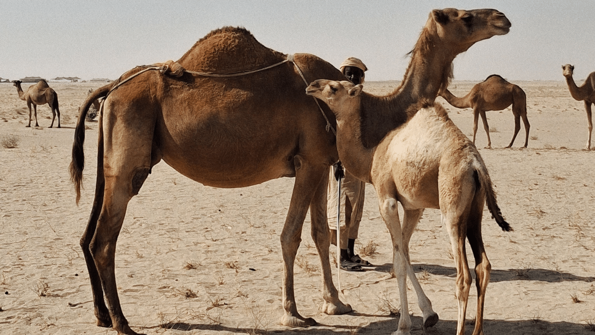 ارتفاع معدلات وفاة الإبل بسبب موجات الحرارة في الجزائر