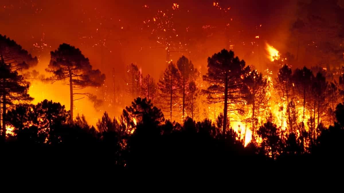 الجزائر تسجل 932 حريقًا في أسبوع وسط موجة حر شديدة