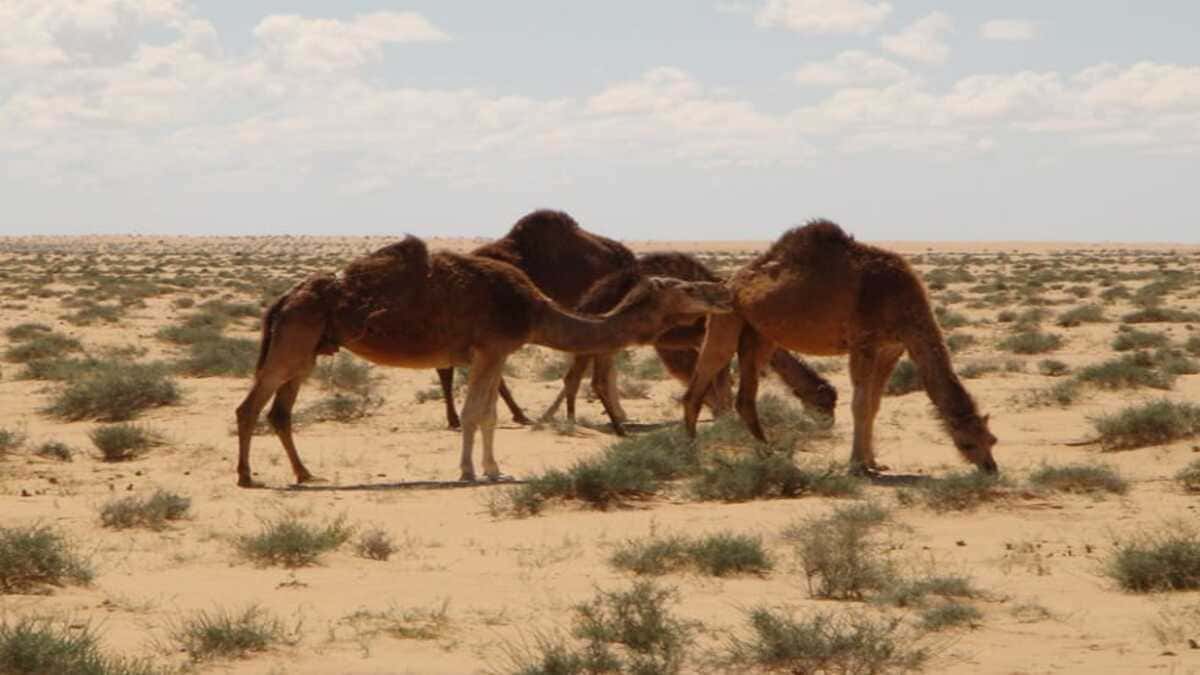 مزارع بالمنيفة يسمم مياه الجمال بحمض ويسبب مئات الوفيات