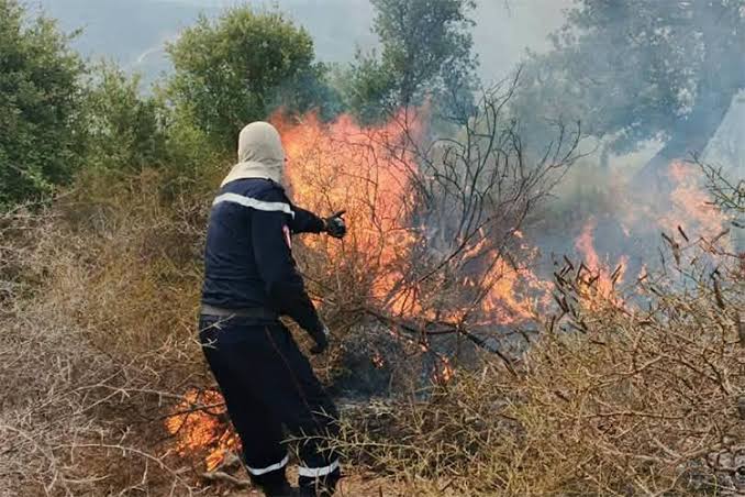 مديرية الحماية المدنية تسجل 11 حريقًا نباتيًا في الجزائر